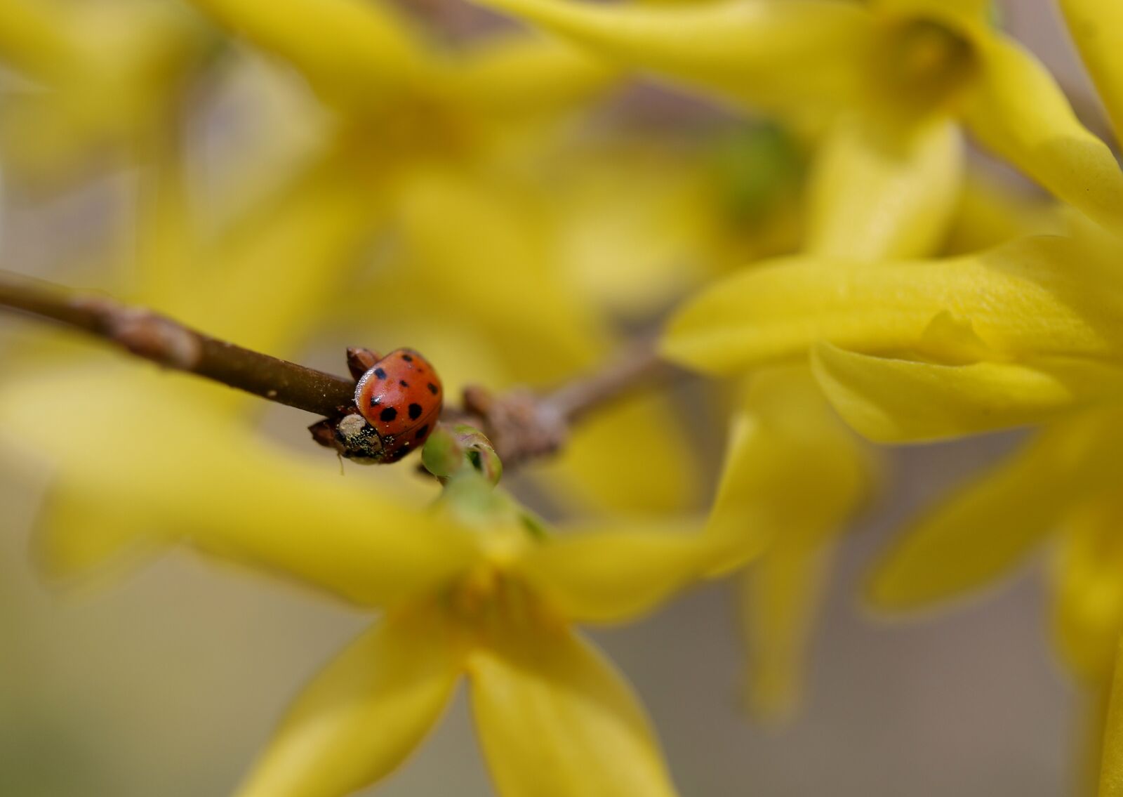 Canon EF-S 60mm F2.8 Macro USM sample photo. Baja, flowers, yellow photography