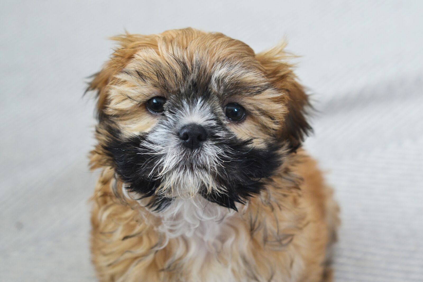 Nikon D3100 sample photo. Puppy, dog, fluffy photography