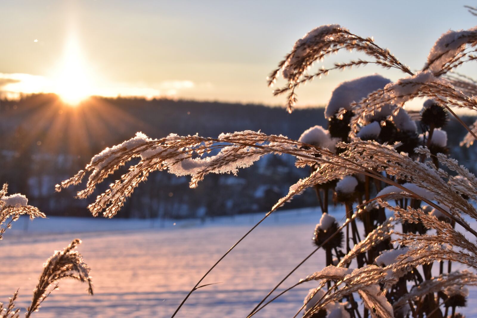 Nikon D5500 sample photo. Grasses, winter, snow photography
