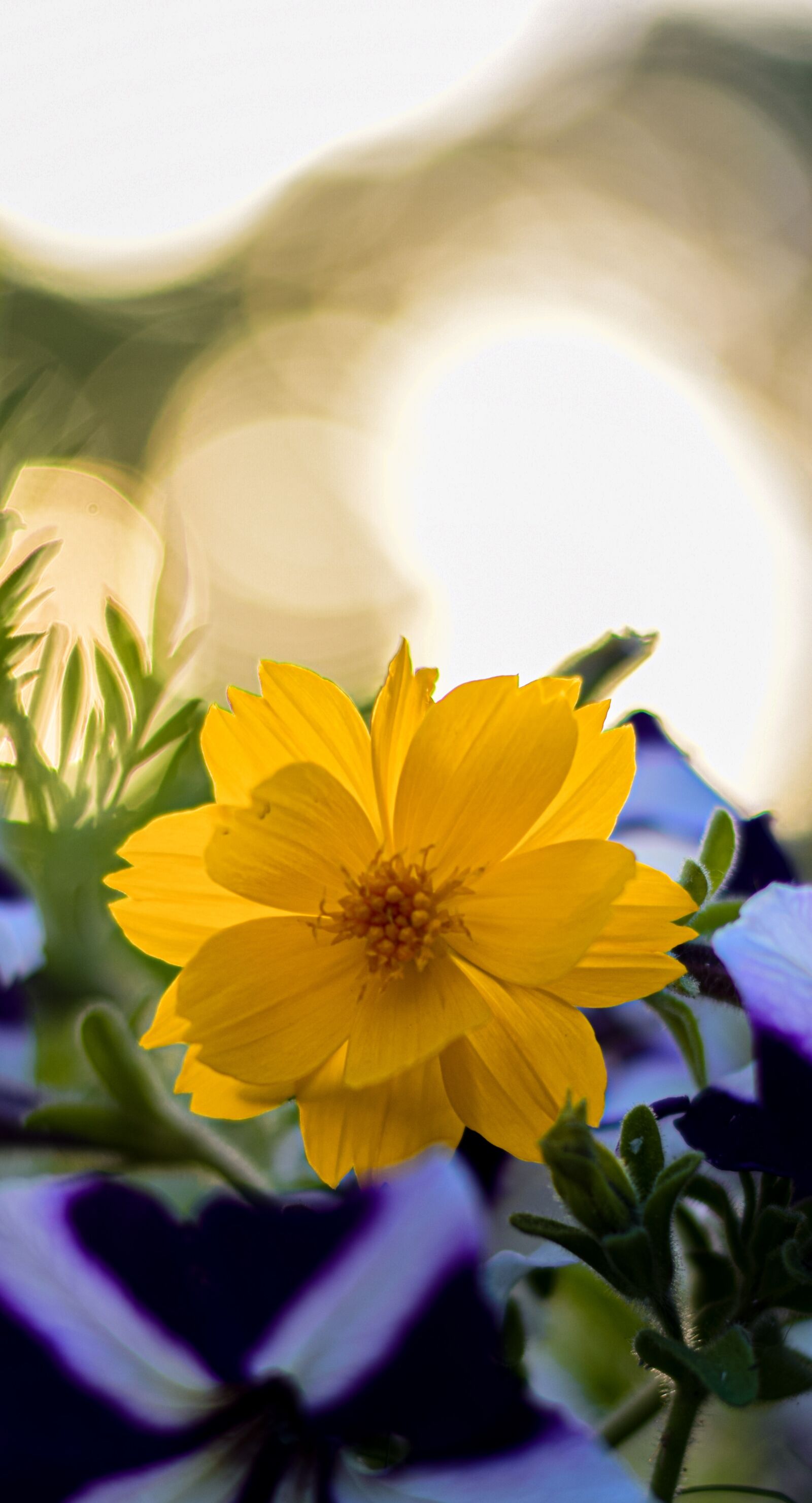 Nikon D5300 sample photo. Outdoor, flower, bokeh photography