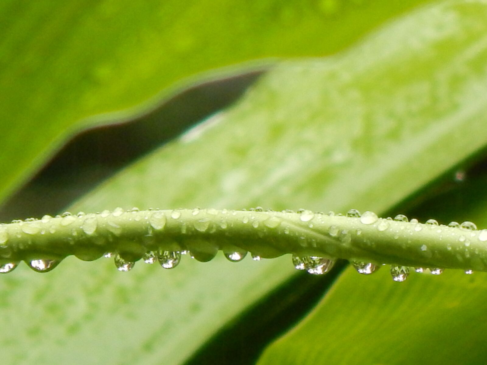 Nikon Coolpix L820 sample photo. Leaves, green, stem photography