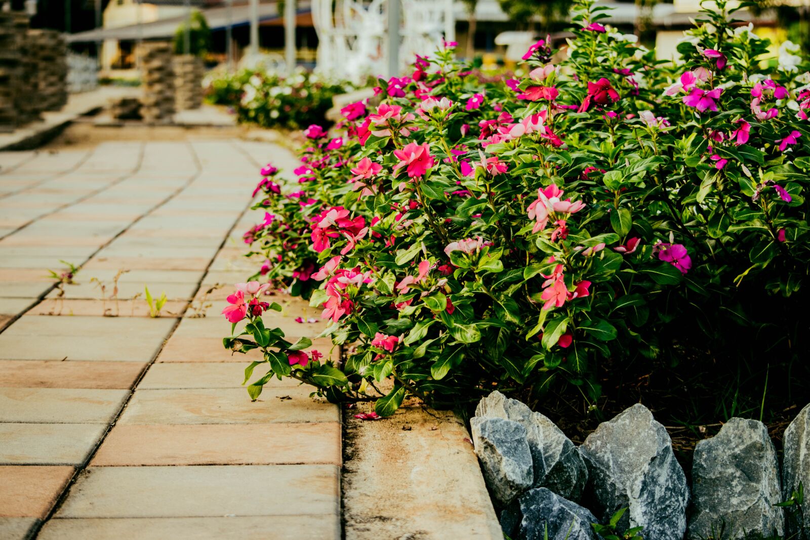 Nikon D5500 sample photo. Flowers, street, measure photography