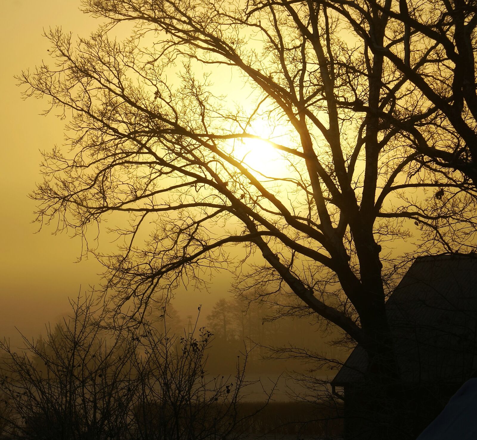 Sony Alpha DSLR-A100 sample photo. Tree, konary, the sun photography