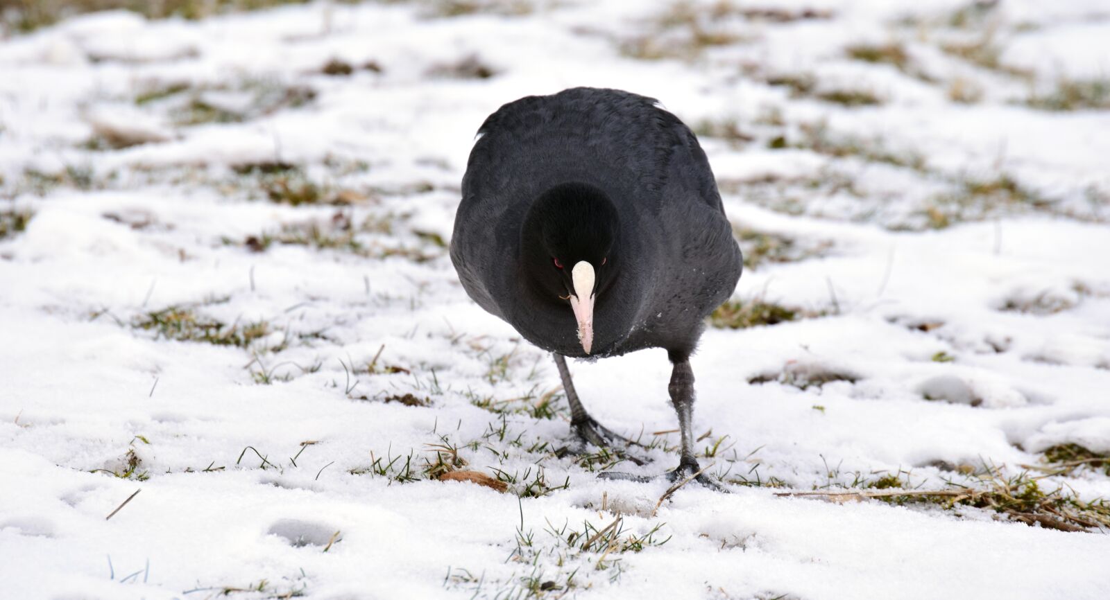 Nikon D3300 sample photo. Coot, blessralle, ralle photography