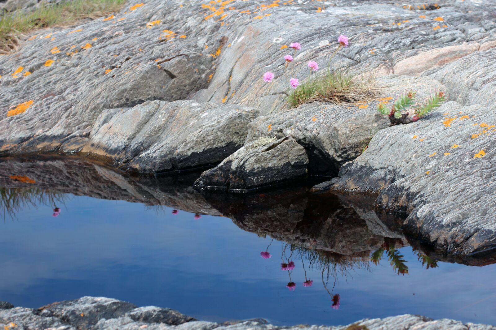 Canon EOS 600D (Rebel EOS T3i / EOS Kiss X5) + Canon EF 50mm F1.4 USM sample photo. Stone, puddle, flower photography