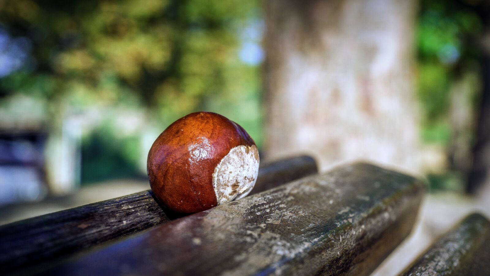 Sony a6000 sample photo. Chestnuts, fruit, brown photography