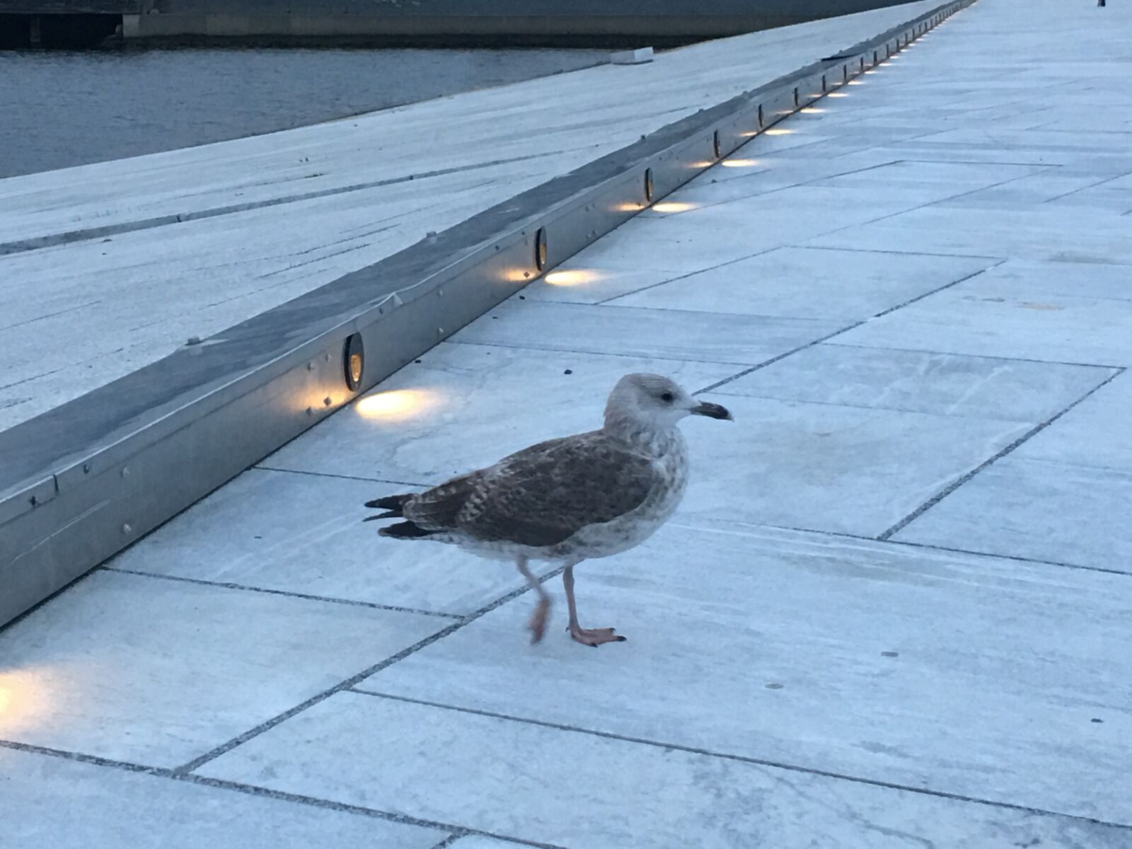 iPhone 6s Plus back camera 4.15mm f/2.2 sample photo. Norway, oslo, bird photography