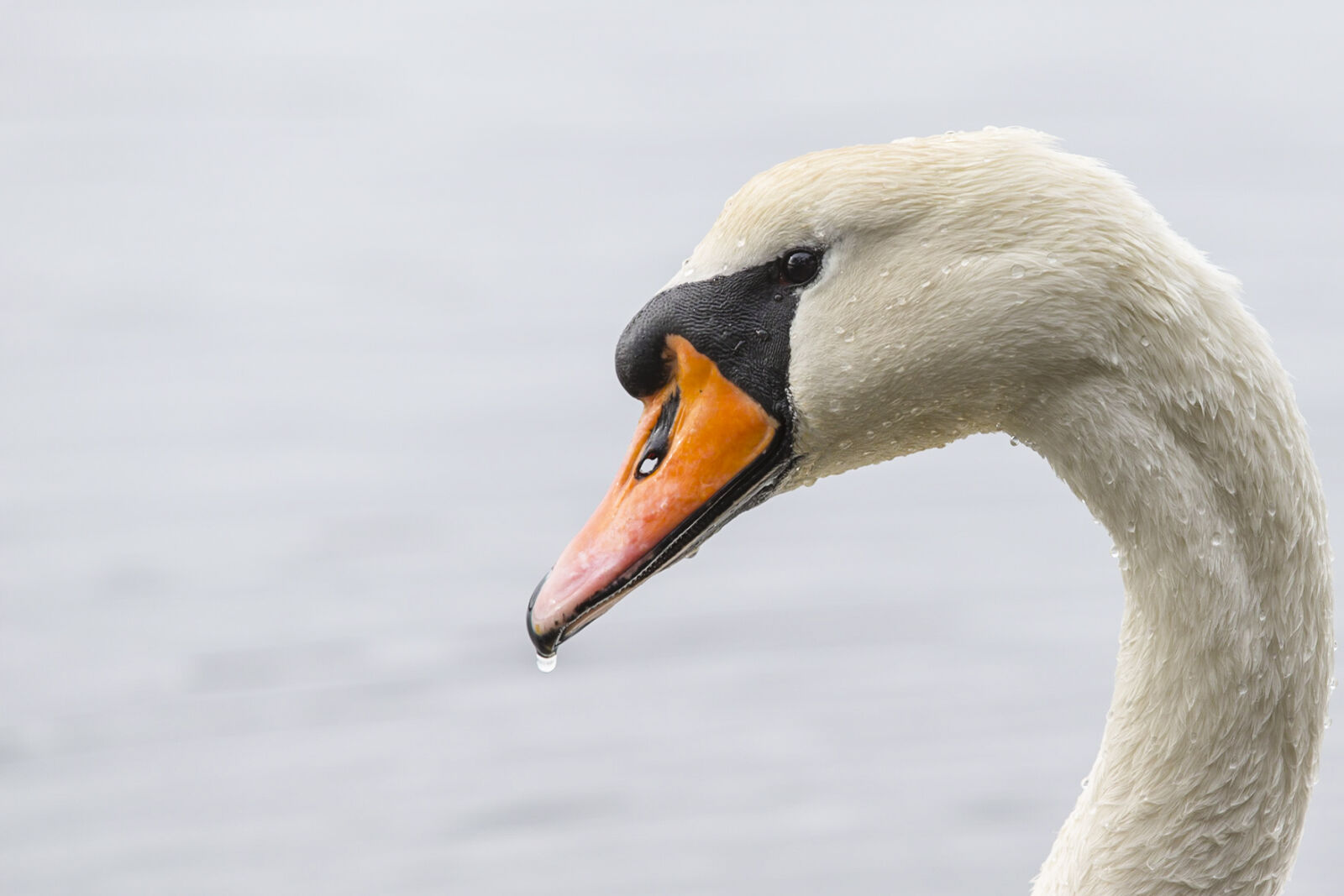 Canon EF 70-200mm F2.8L IS II USM sample photo. White, swan, drenched, in photography