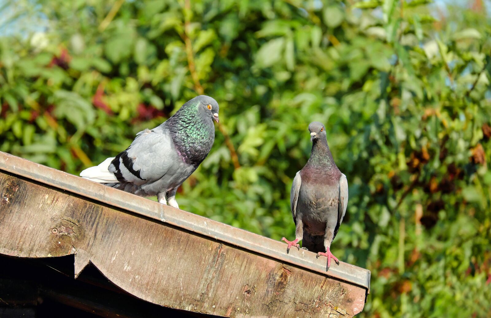 Fujifilm X-T10 + Fujifilm XC 50-230mm F4.5-6.7 OIS sample photo. Pigeons, bird, animal photography