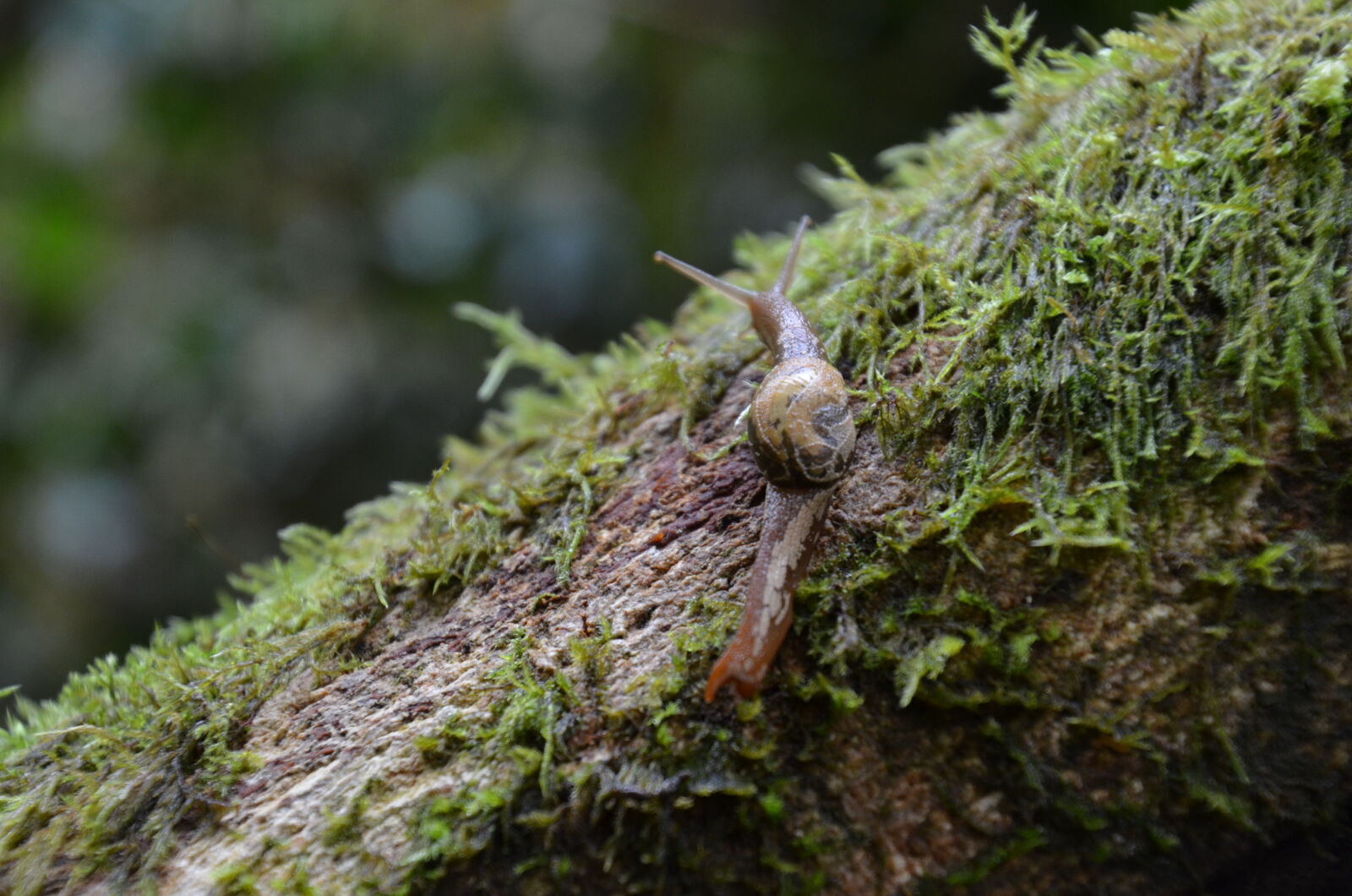 Nikon D5100 sample photo. Nature, australia, snail photography