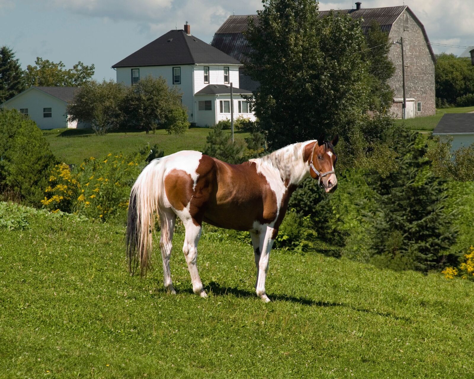 Olympus E-500 (EVOLT E-500) sample photo. Pinto, horse, new brunswick photography