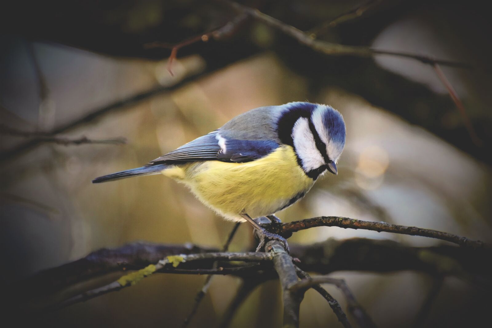 Nikon D7200 sample photo. Blue tit, tit, songbird photography