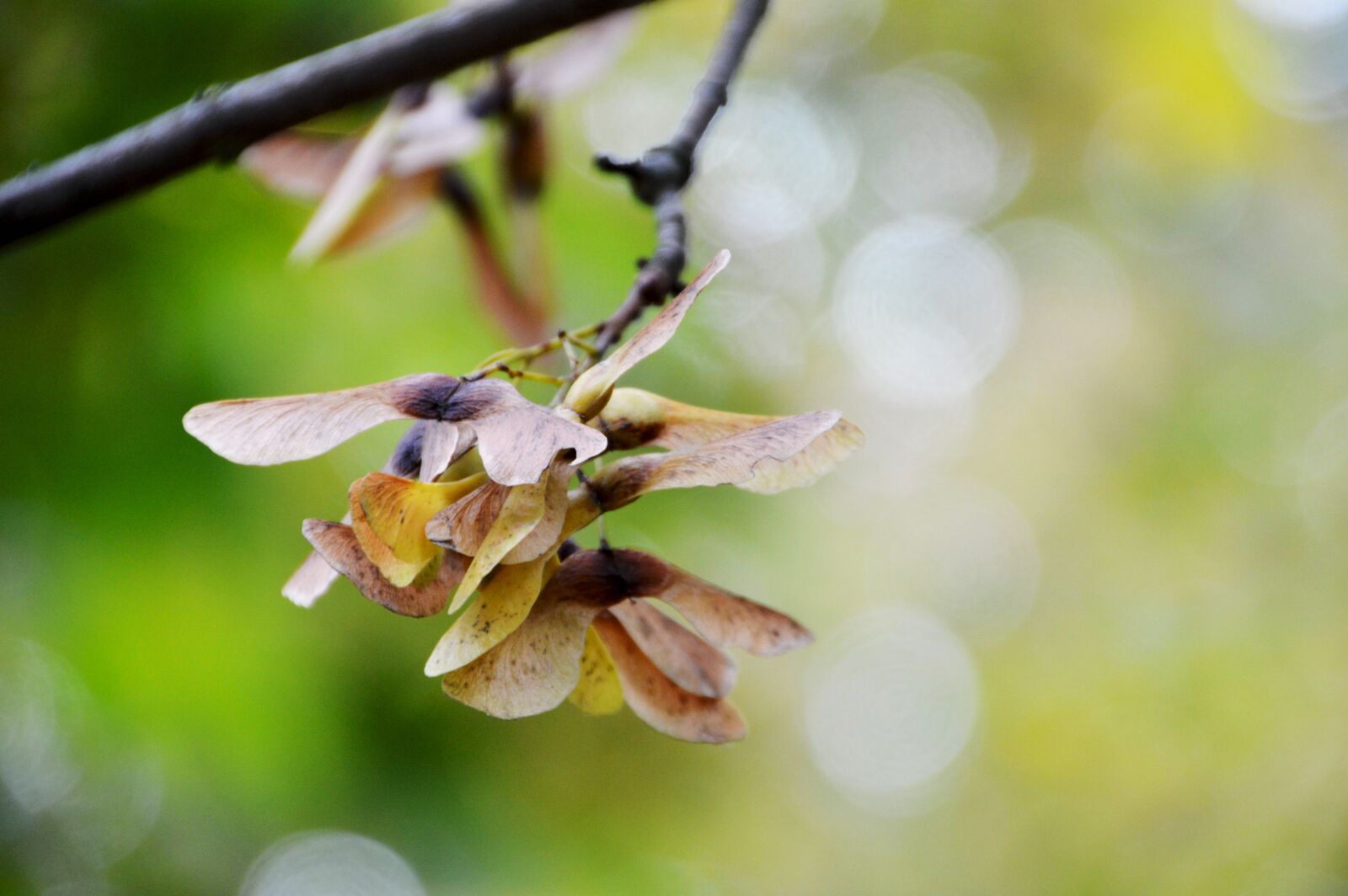 Nikon D3200 sample photo. Tree, branch, leaf photography