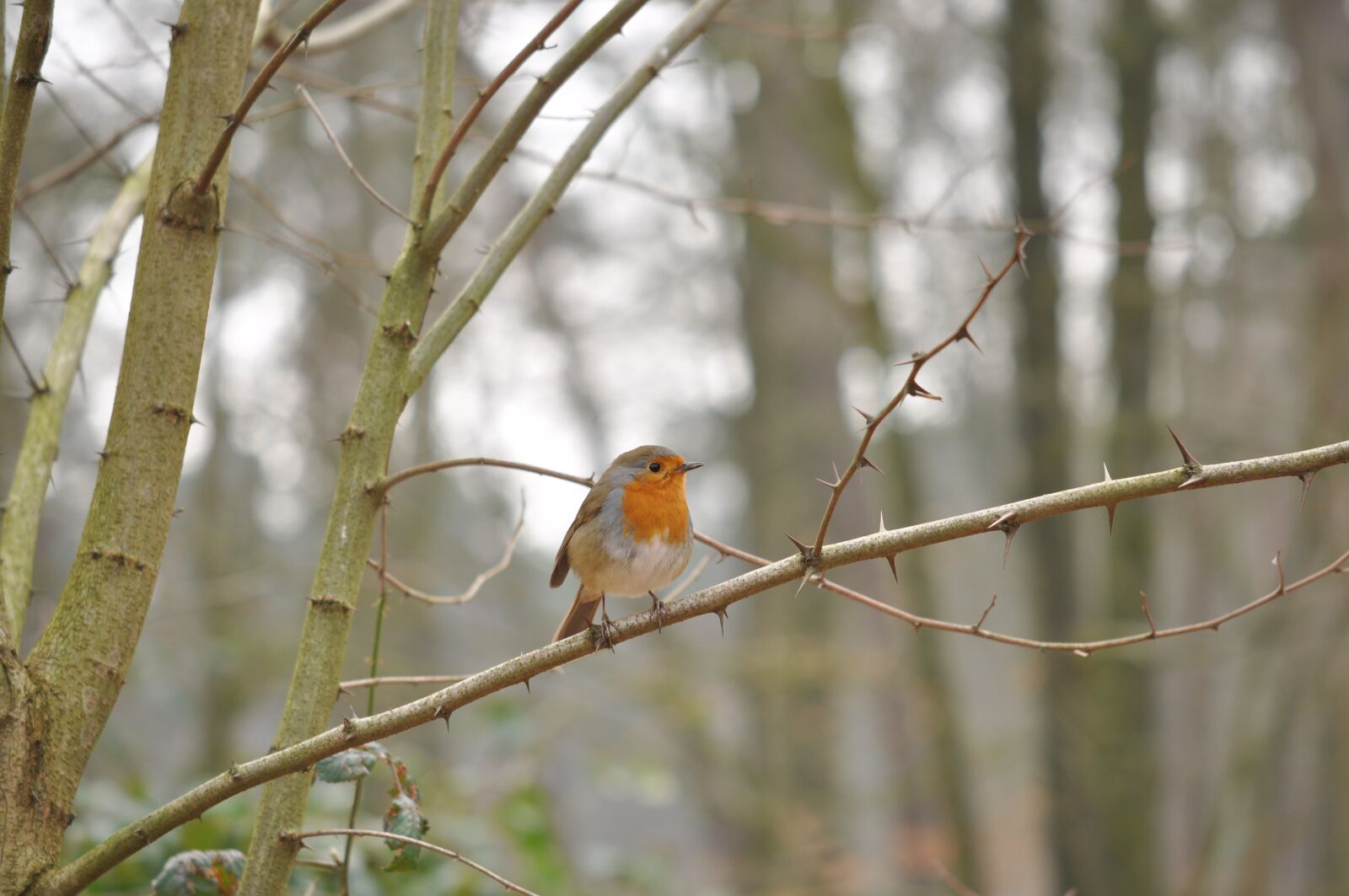 Nikon D5000 sample photo. Robin, bird, forest photography