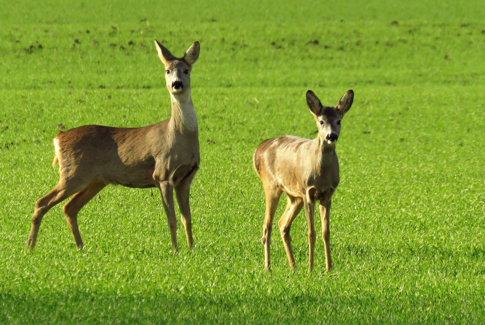 Canon PowerShot SX60 HS sample photo. Wildlife, roe deer, green photography