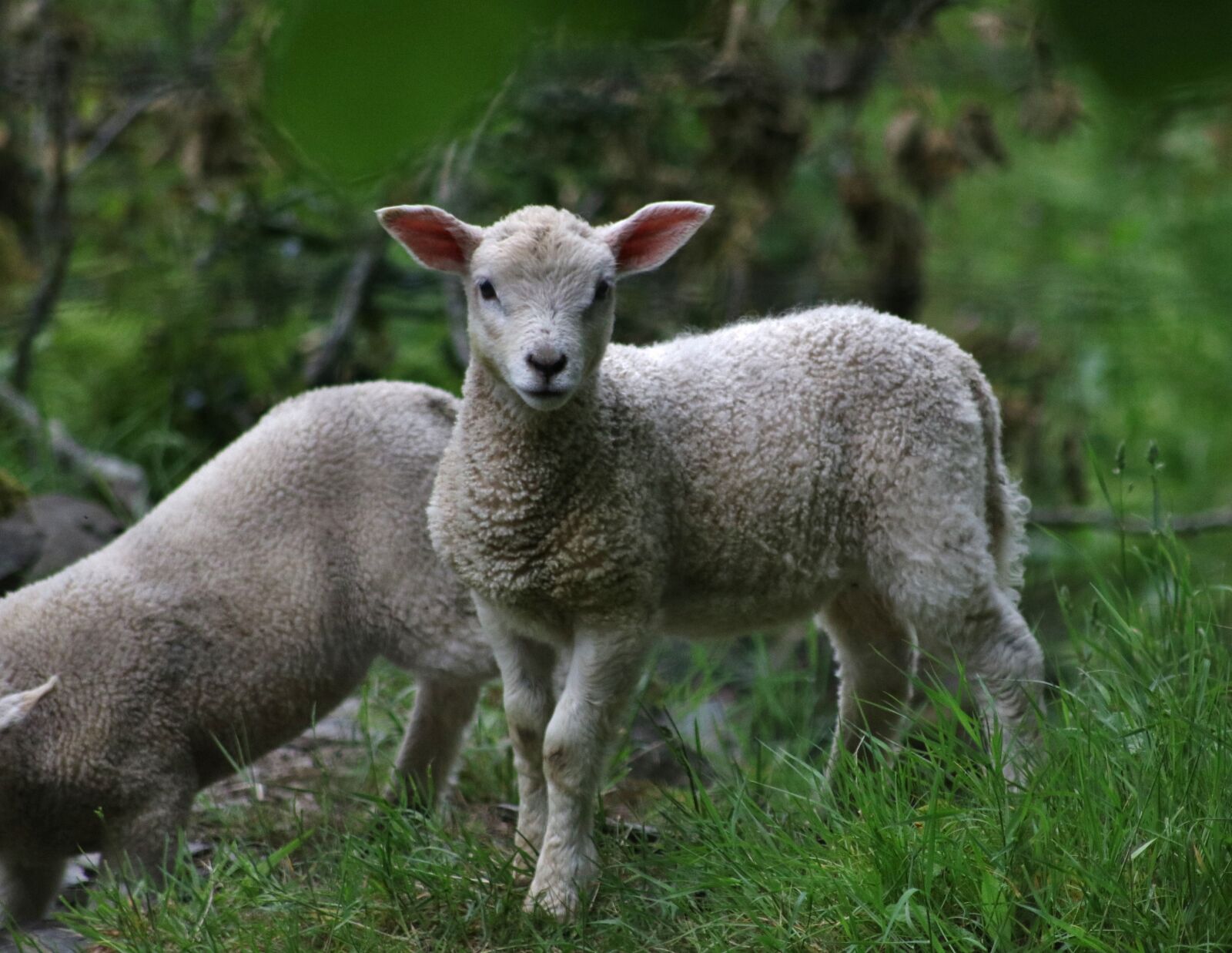 Canon EOS 750D (EOS Rebel T6i / EOS Kiss X8i) sample photo. Lamb, nature, sheep photography