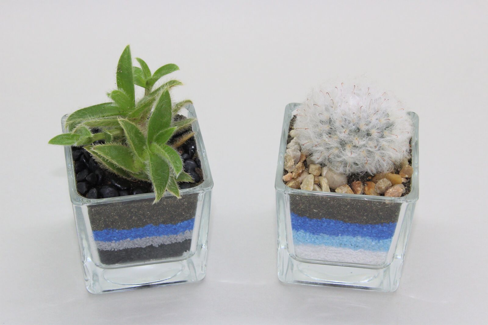 Canon EOS 1200D (EOS Rebel T5 / EOS Kiss X70 / EOS Hi) sample photo. Cactus, desert, plant photography