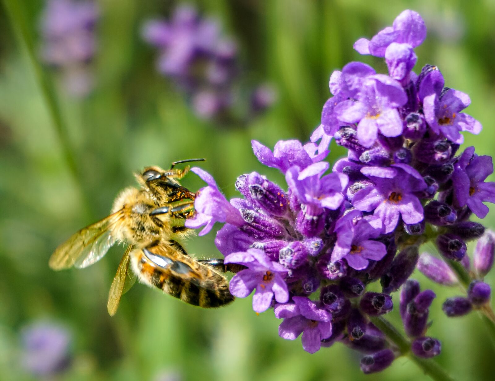 Sony a6000 sample photo. Flowers, nature, summer photography