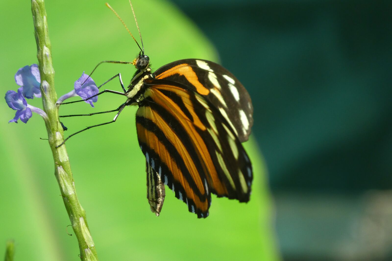 Panasonic DMC-TZ81 sample photo. Butterfly, nature, insect photography