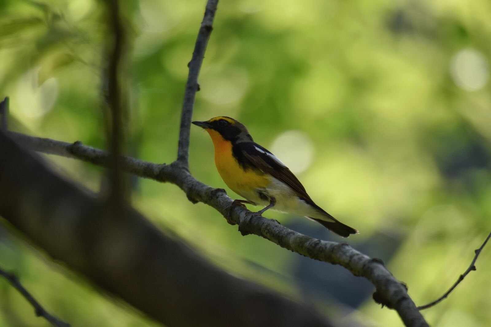 Nikon D7200 sample photo. Animal, forest, fresh green photography