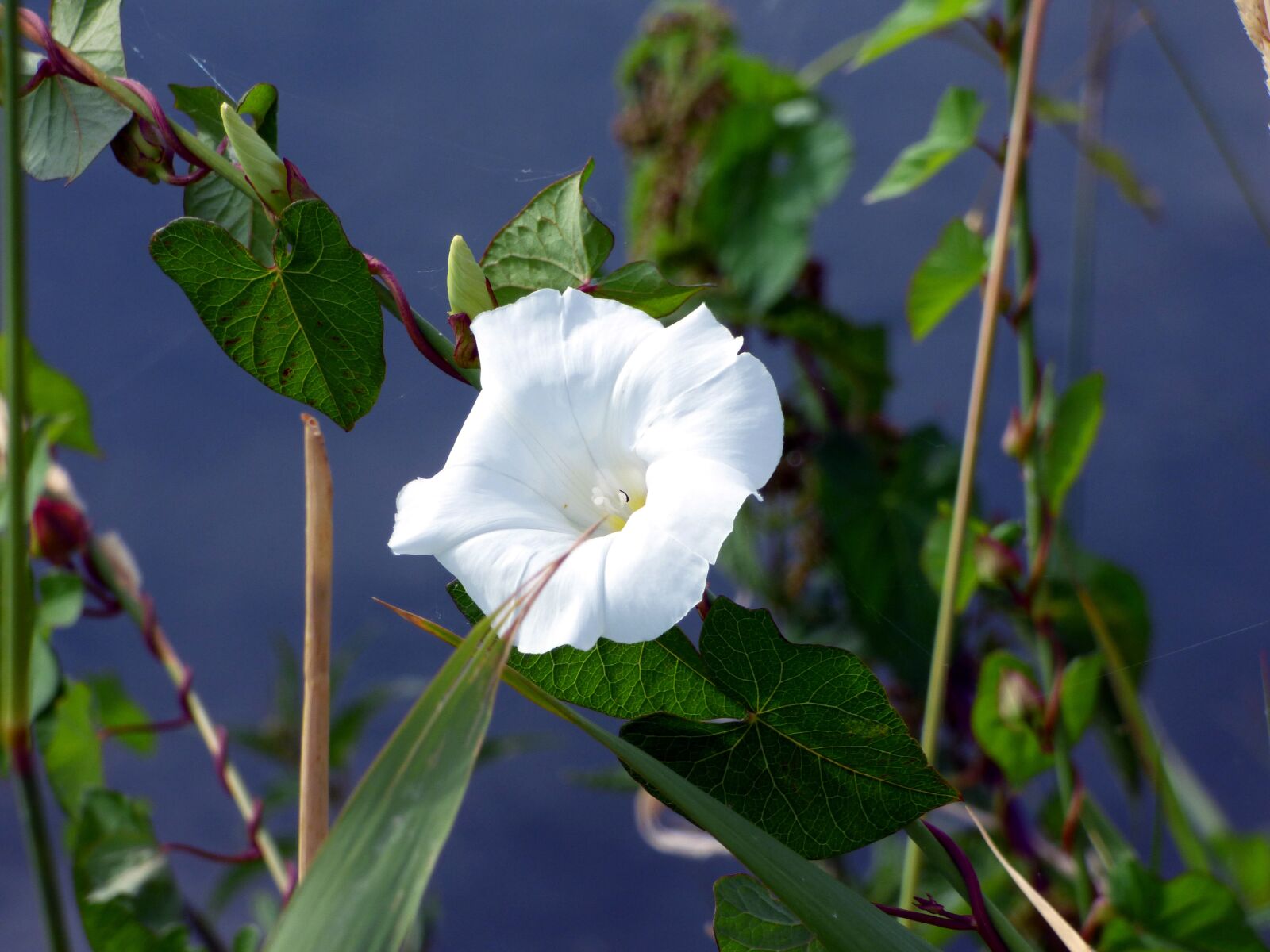Panasonic DMC-FZ72 sample photo. Flower, bindweed, fields photography