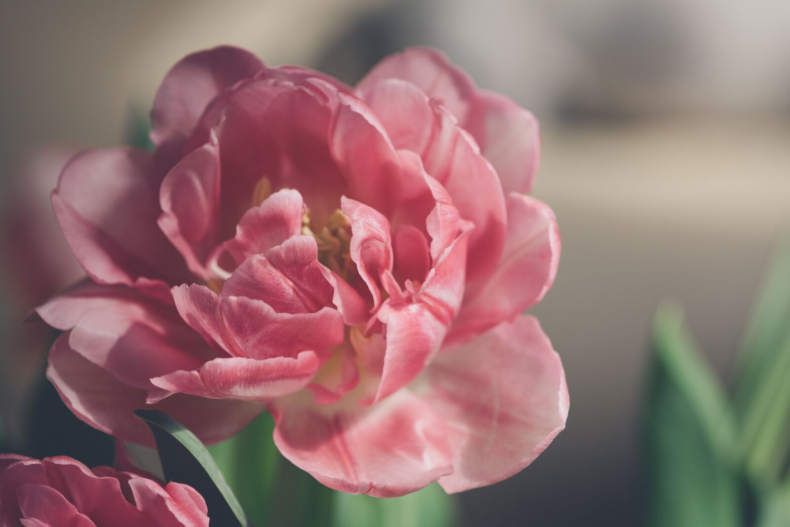 Nikon D750 sample photo. Blossom, bloom, pink photography