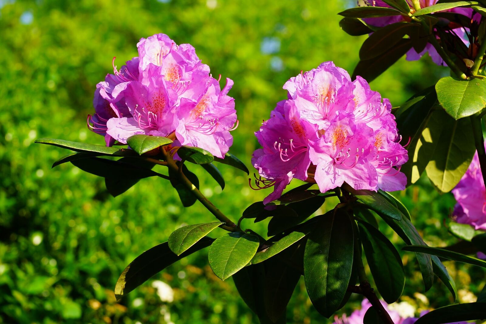 Sony Planar T* 50mm F1.4 ZA SSM sample photo. Azalea, rhododendron, flowers photography