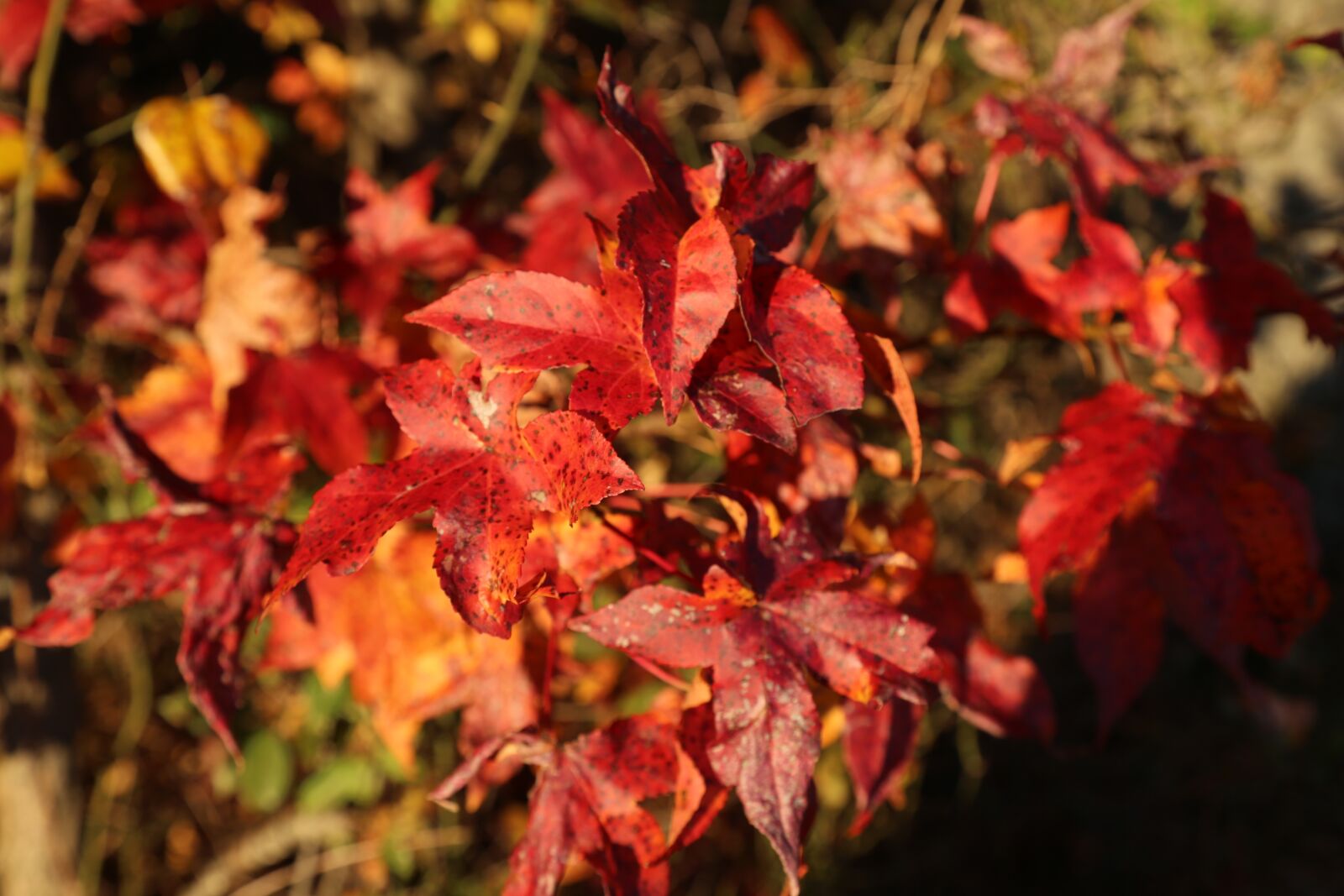 Canon EF 24-105mm F4L IS USM sample photo. Leaf, red, environment photography