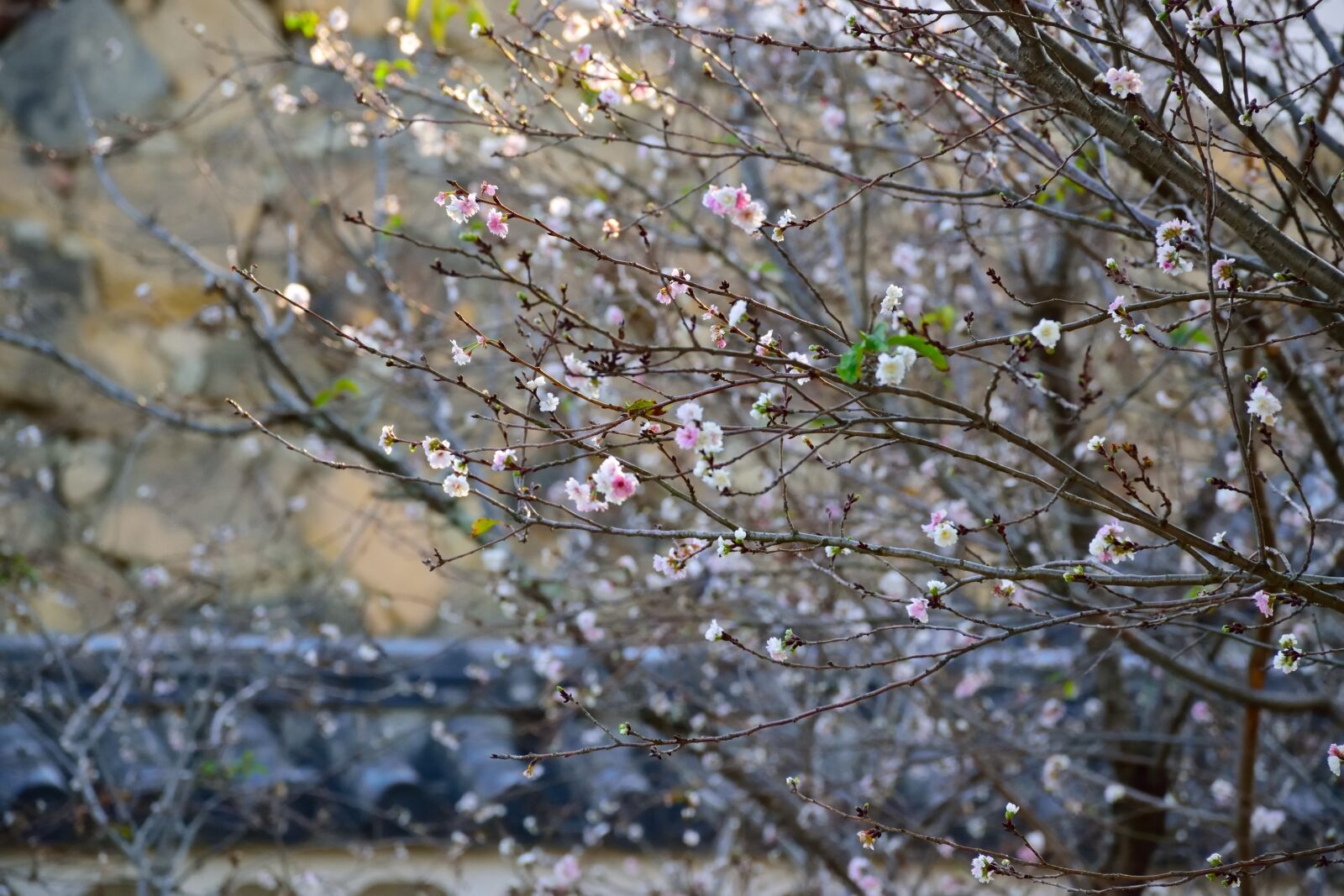 Nikon D5300 sample photo. Flower, white, himeiji photography