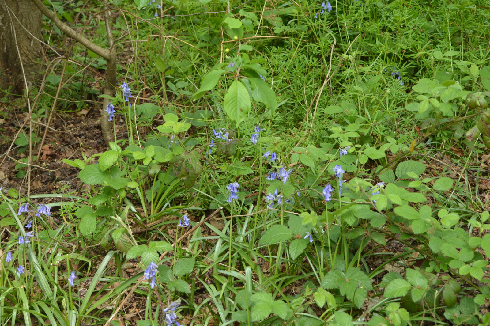 Nikon D3200 sample photo