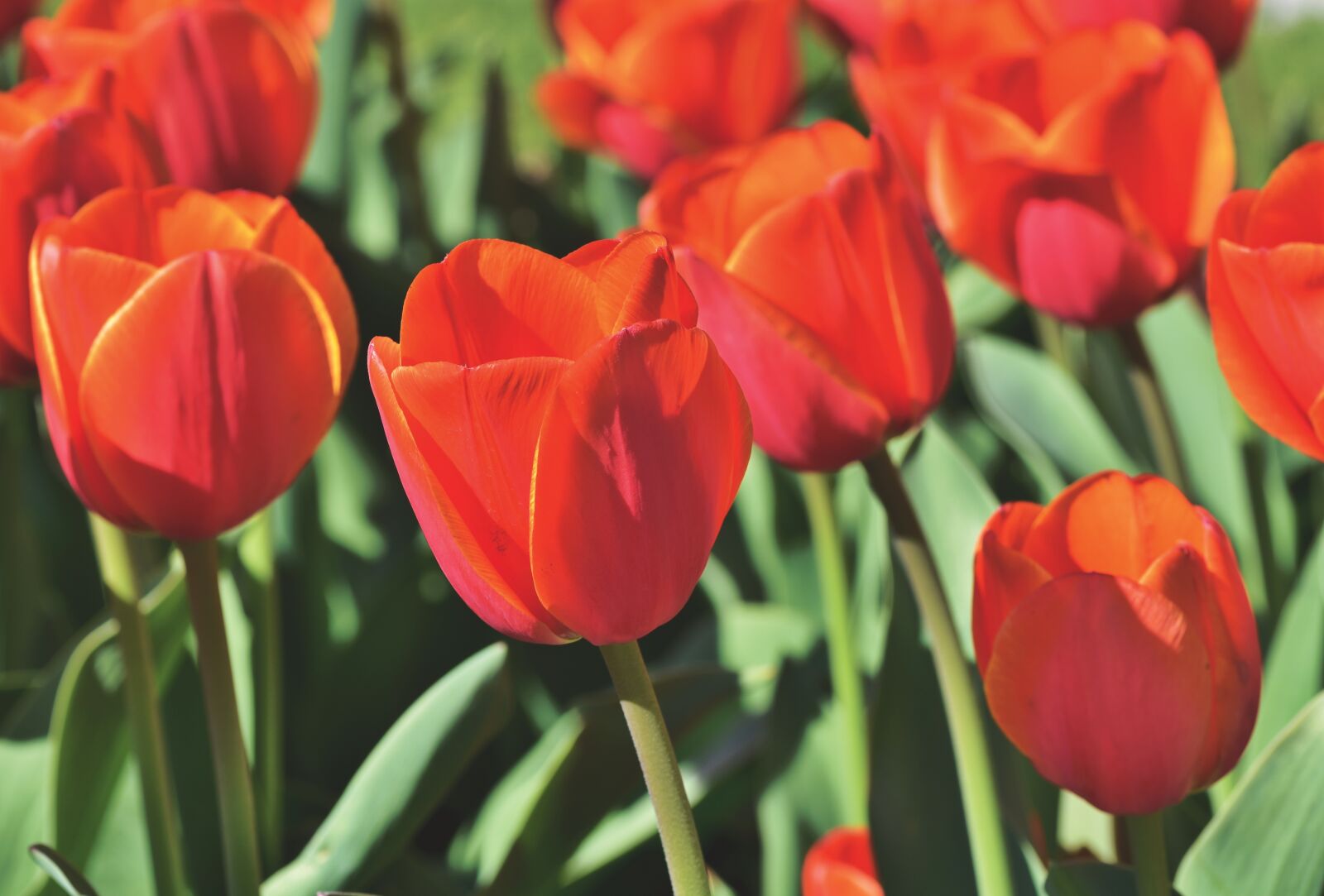 Nikon D7200 sample photo. Tulip, tulip field, blossom photography