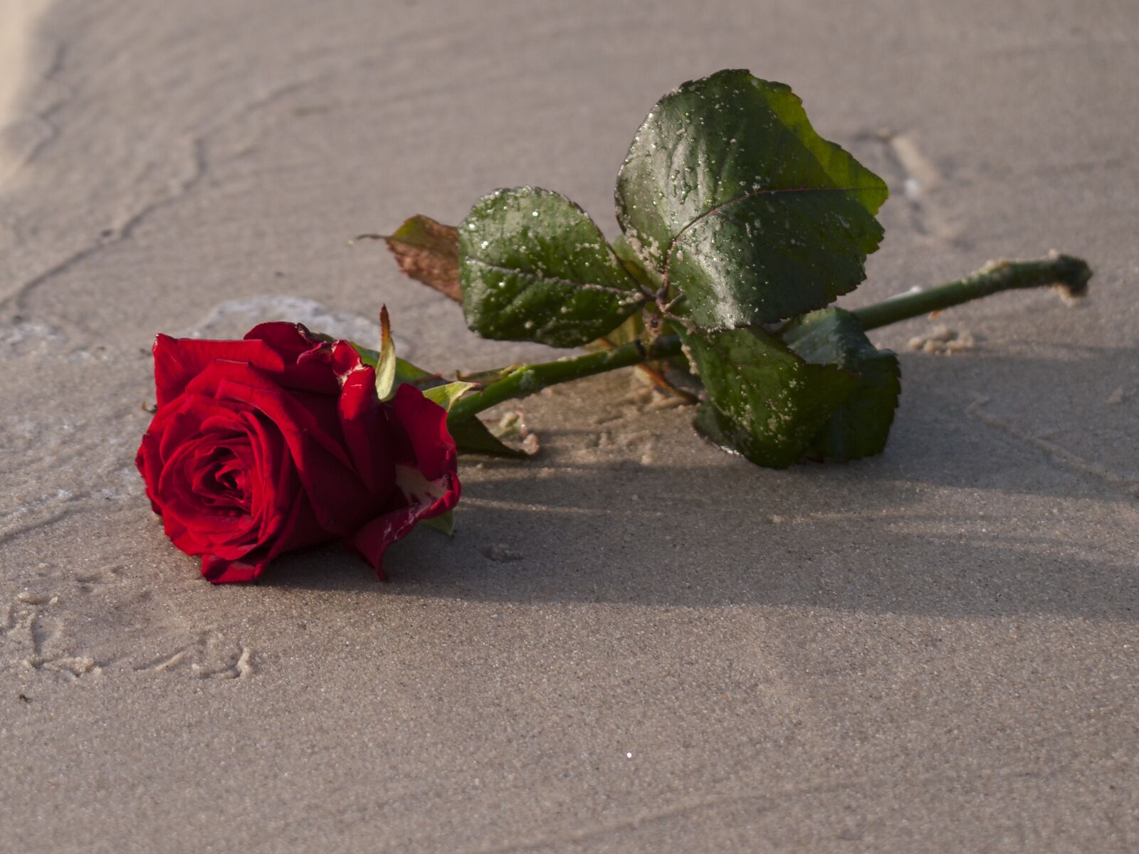 Olympus E-3 sample photo. Rose, sand, flower photography