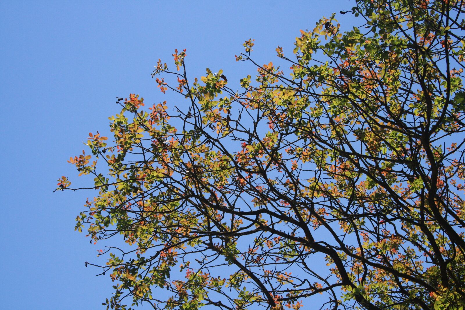 Canon EOS 1000D (EOS Digital Rebel XS / EOS Kiss F) sample photo. Tree, foliage, leaves photography