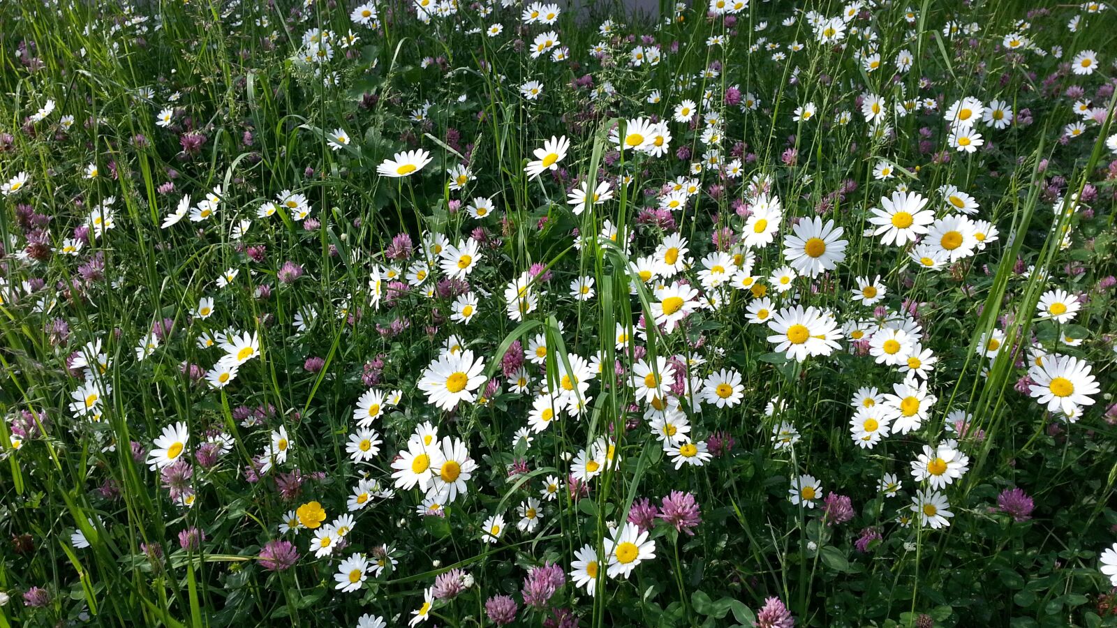 Samsung Galaxy Note2 sample photo. Flower meadow, meadow, floral photography