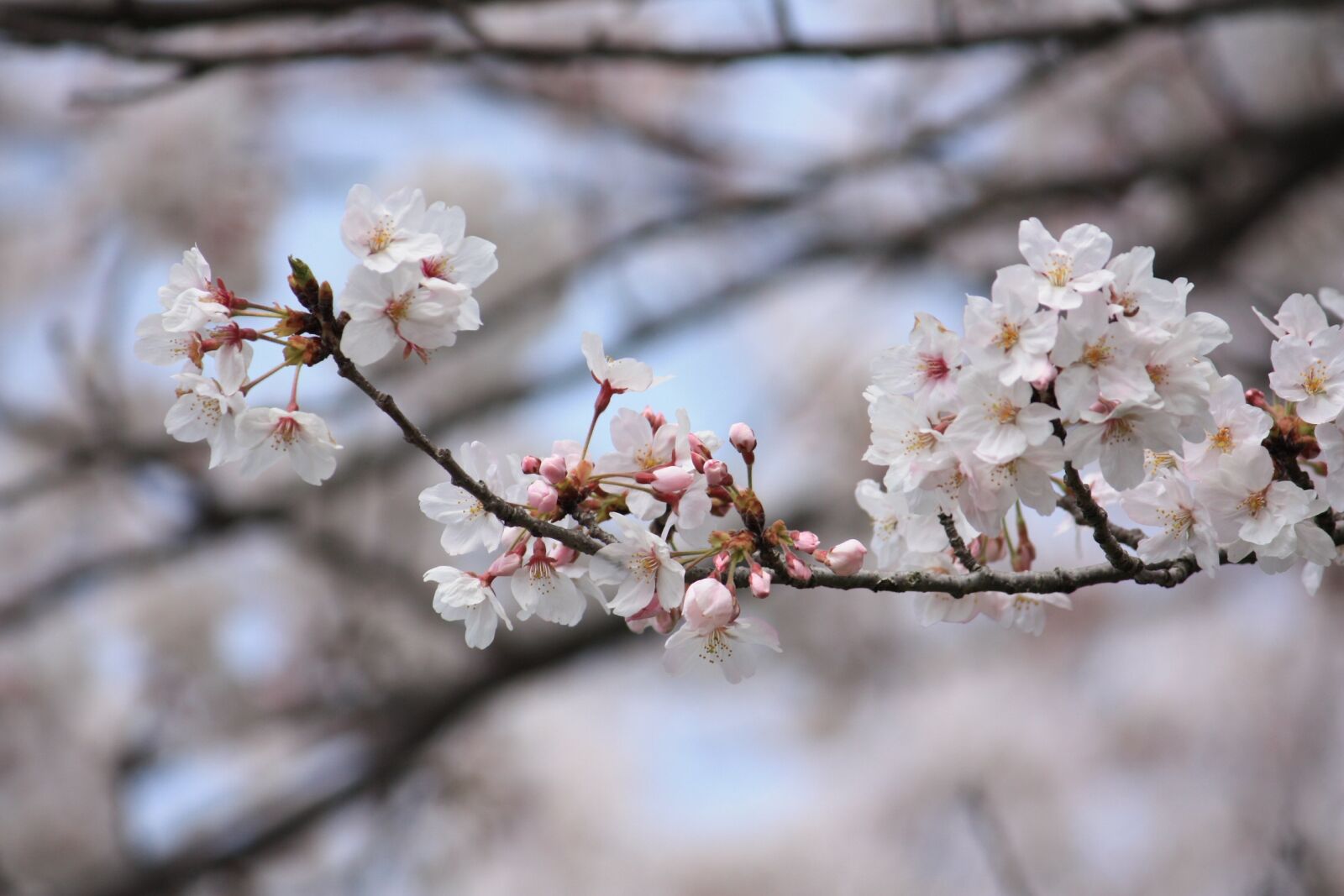 Canon EOS 450D (EOS Rebel XSi / EOS Kiss X2) sample photo. Cherry blossoms, spring, japan photography