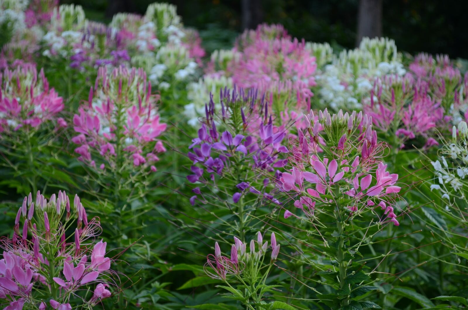 Nikon D5100 sample photo. Garden, flower, flowers photography