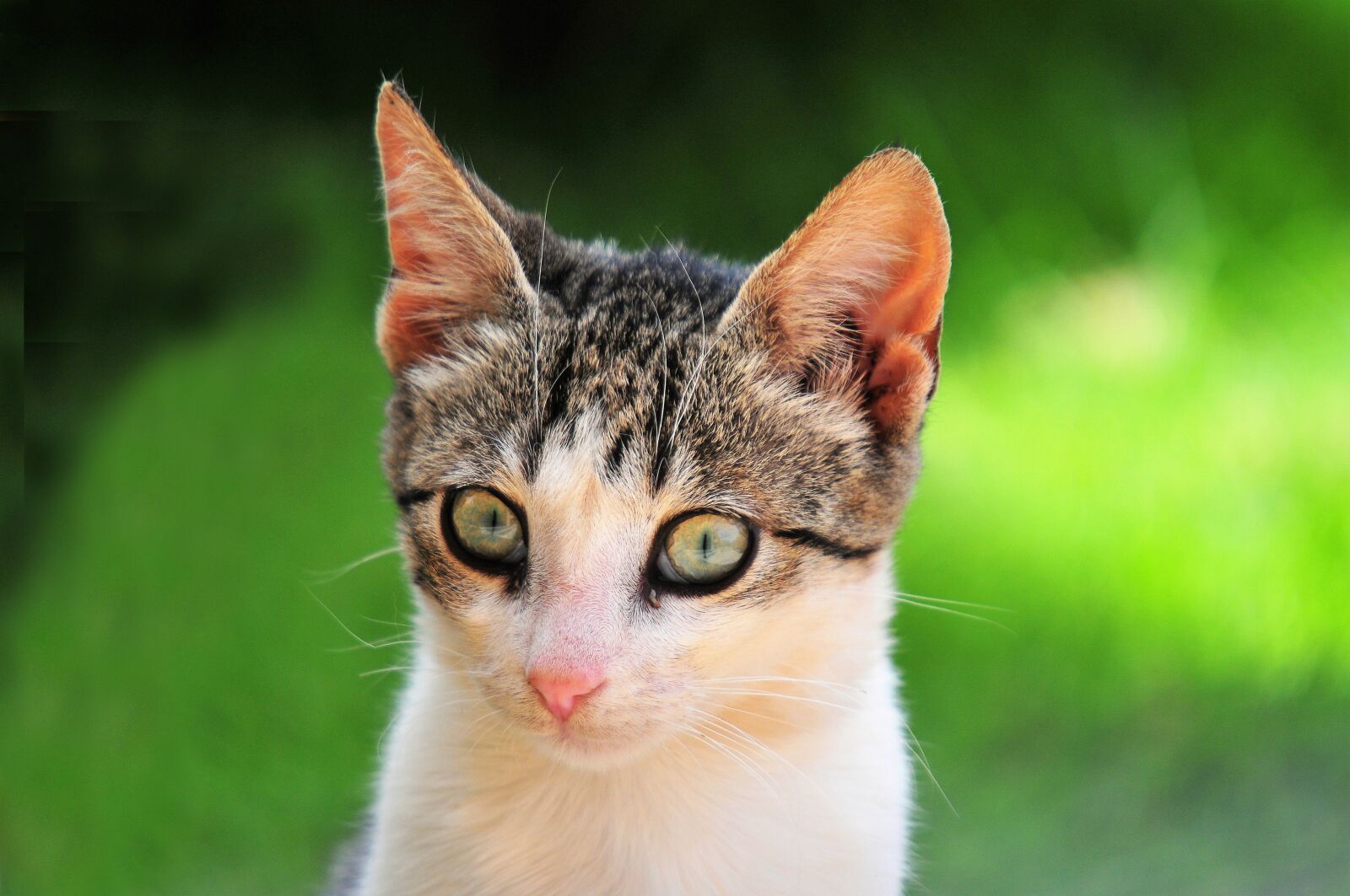 Nikon D300 sample photo. Cat, eyes, feline photography
