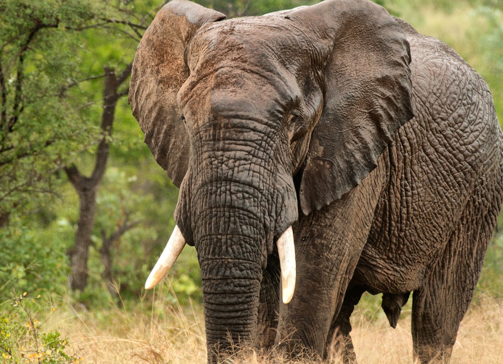 Nikon D90 sample photo. Elephant, africa wet, wild photography