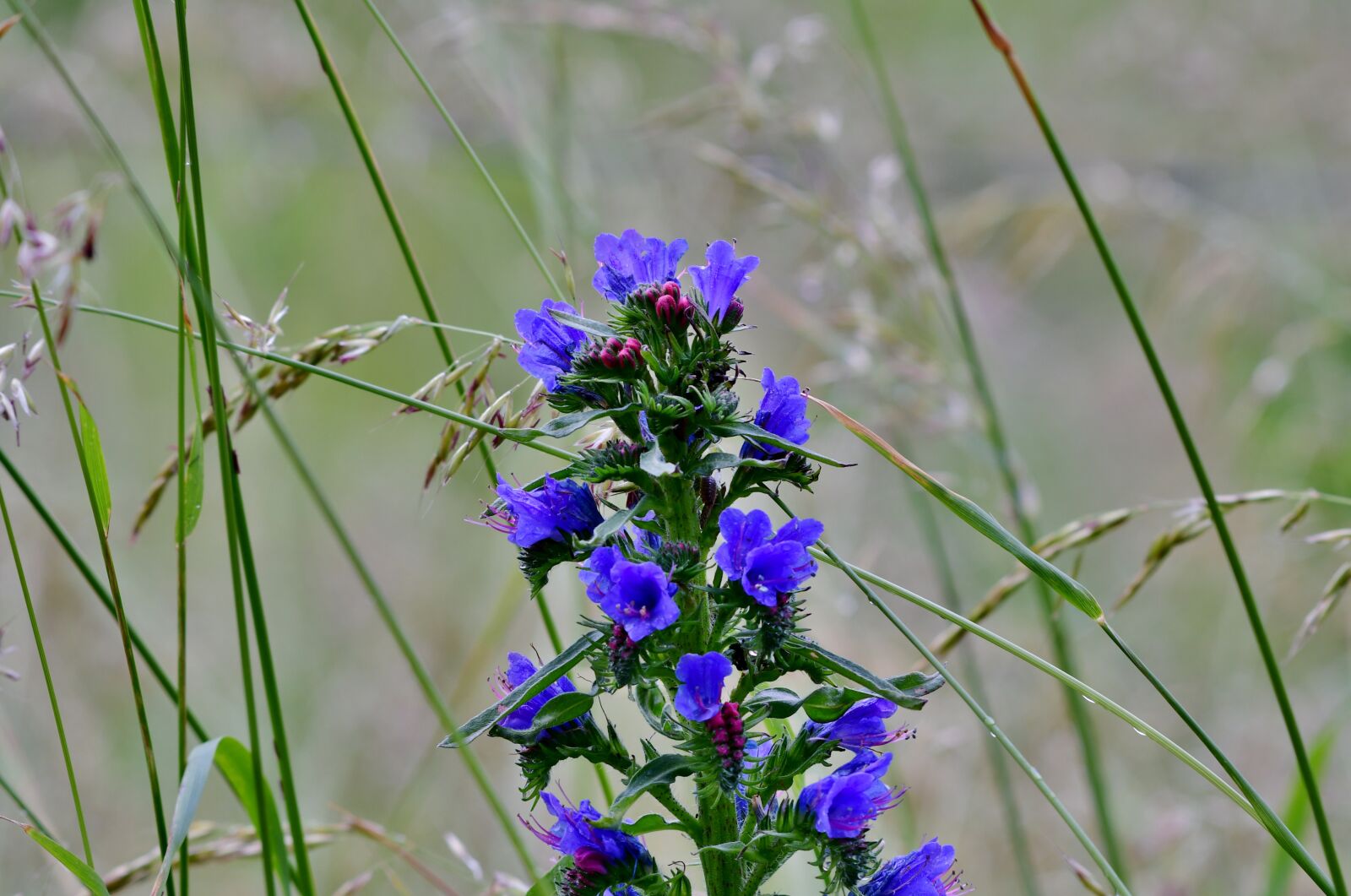 Nikon D500 sample photo. Slangenkruid, plant, bloom photography