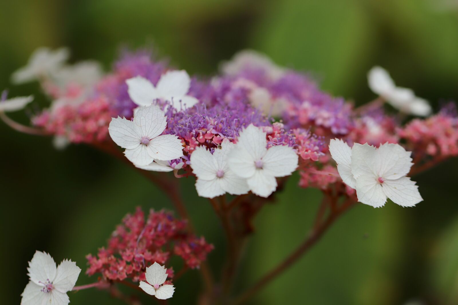 Canon EOS 800D (EOS Rebel T7i / EOS Kiss X9i) sample photo. Hydrangea, plate hydrangea, blossom photography