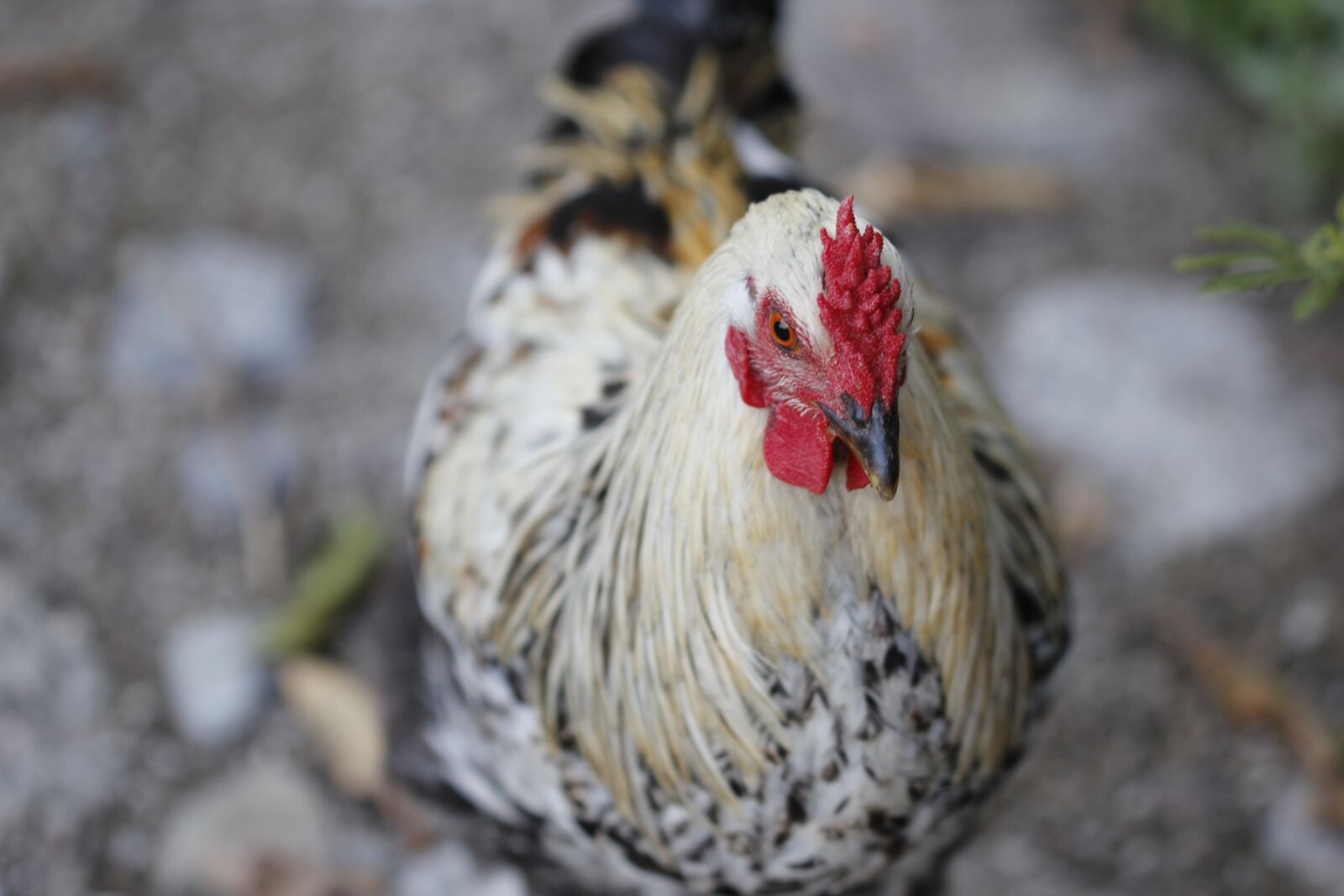 Canon EOS 550D (EOS Rebel T2i / EOS Kiss X4) sample photo. Cock, animal, nature photography