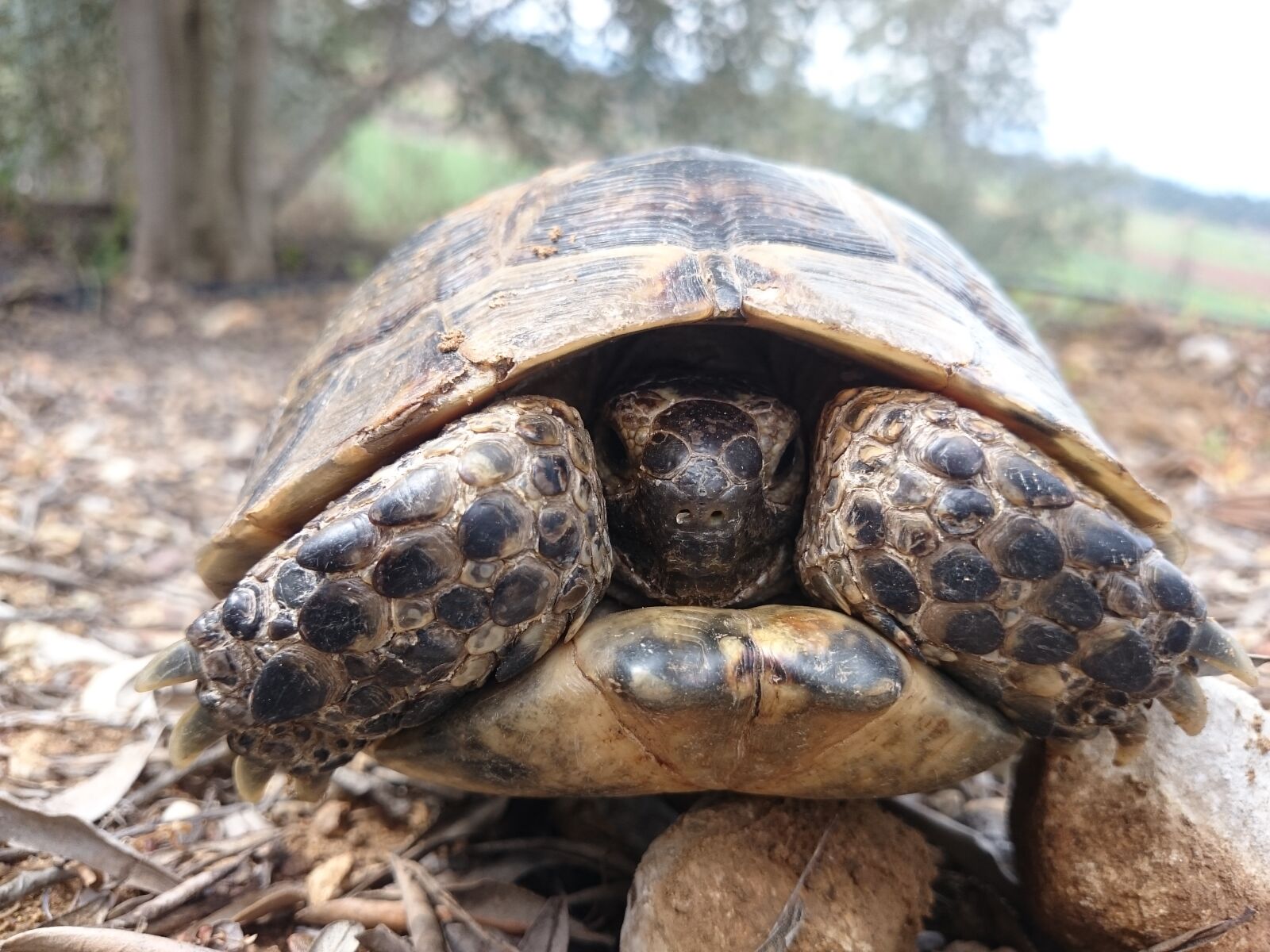 Sony Xperia Z2 sample photo. Animal, nature, turtle photography