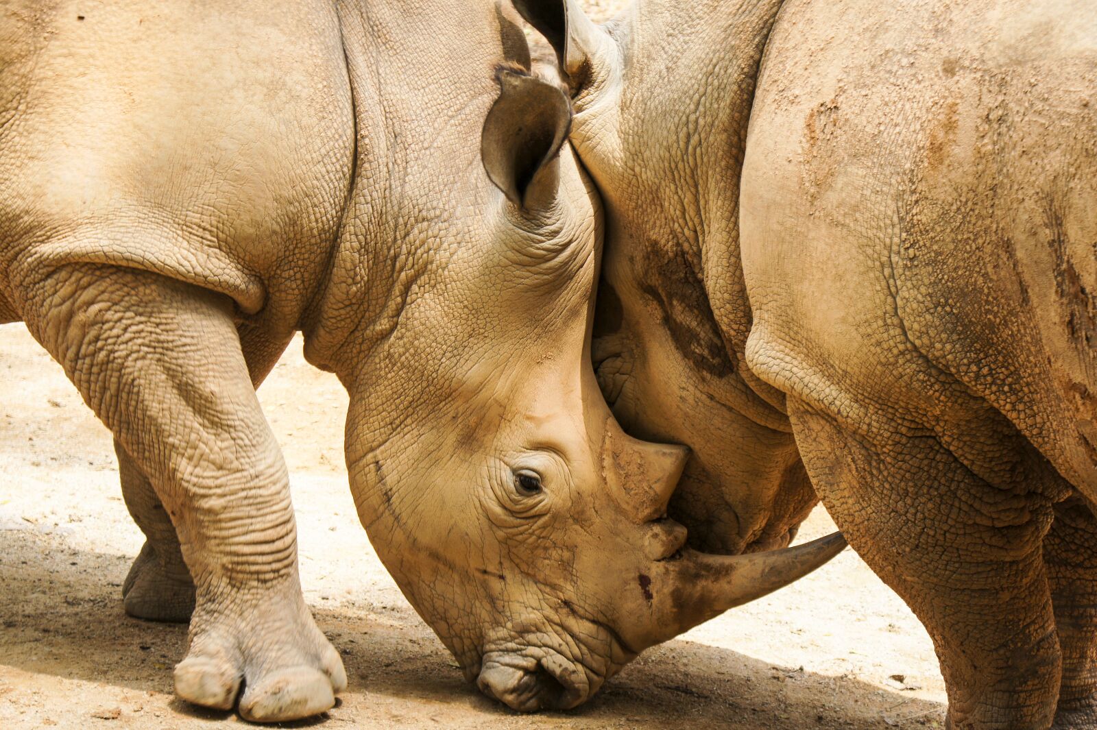 Sony SLT-A33 sample photo. Rhinoceros, mammal, animal photography