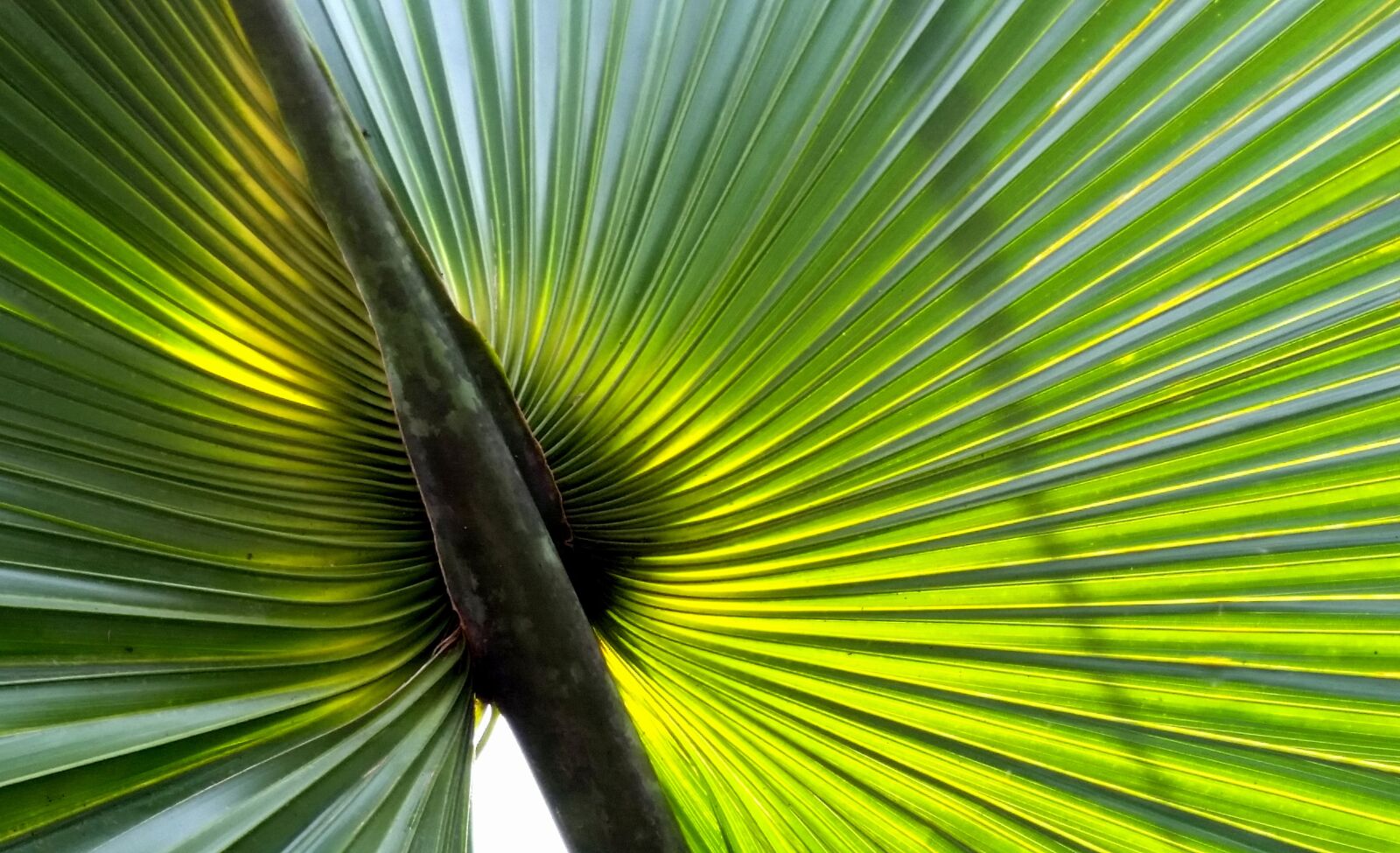 Samsung Galaxy S5 sample photo. Palm leaf, caribbean, island photography