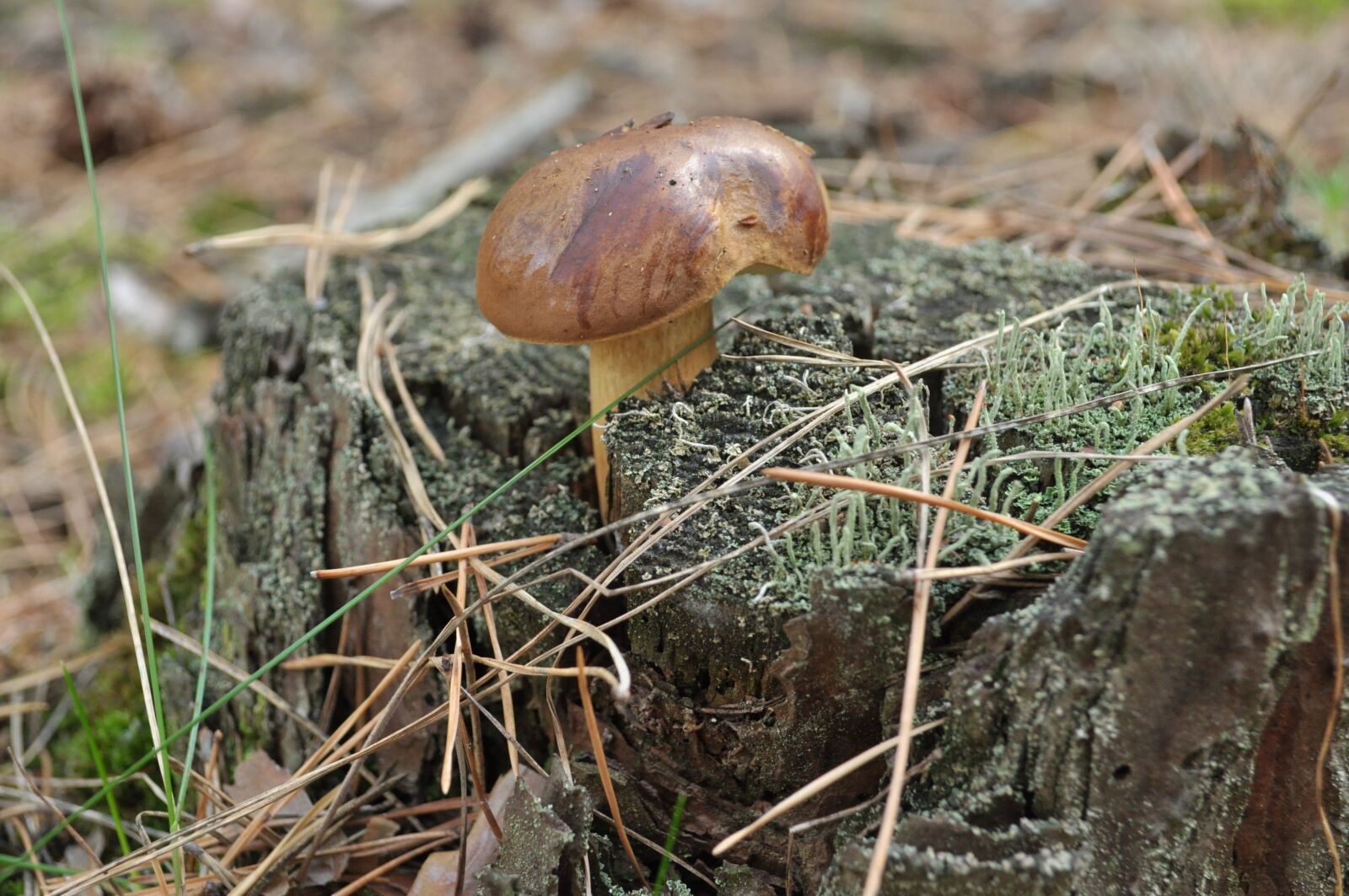 Nikon D5000 sample photo. Mushroom, nature, forest photography