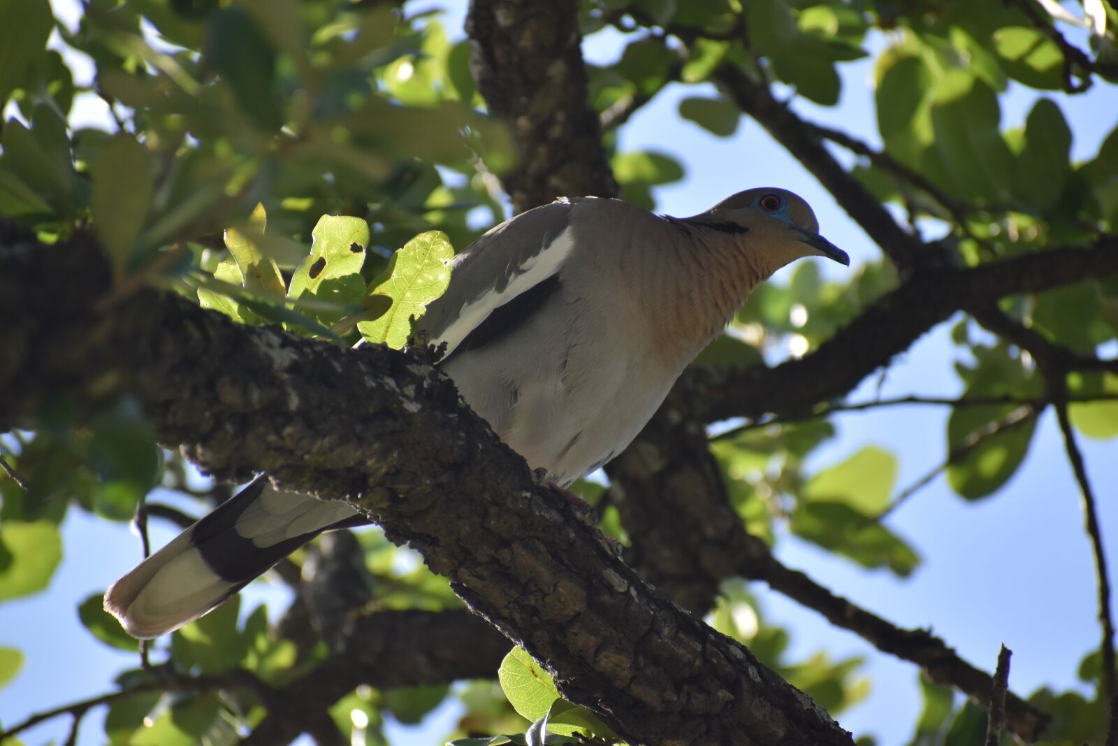 Nikon D3500 sample photo. Dove, blue eyes, tree photography