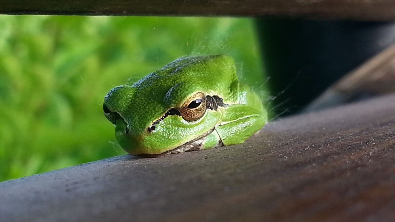 Samsung Galaxy S3 sample photo. Frog, nature, green photography