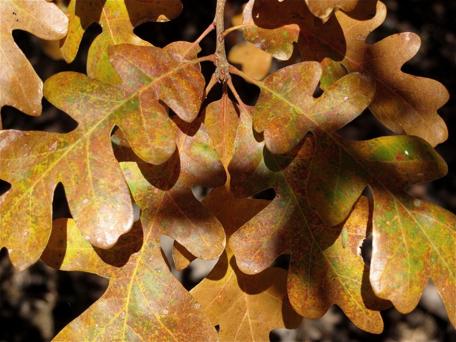 Canon PowerShot SD990 IS (Digital IXUS 980 IS / IXY Digital 3000 IS) sample photo. Autumn, leaves, colorful photography