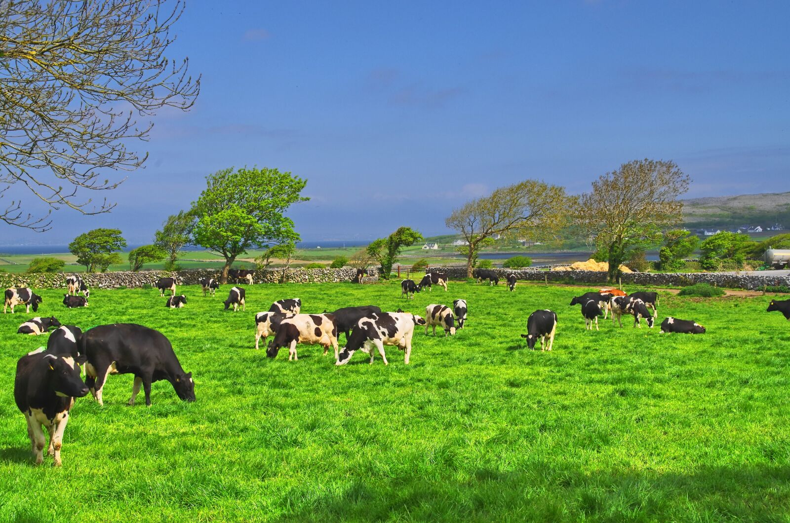 Pentax K-50 sample photo. Ireland, cow, beef photography