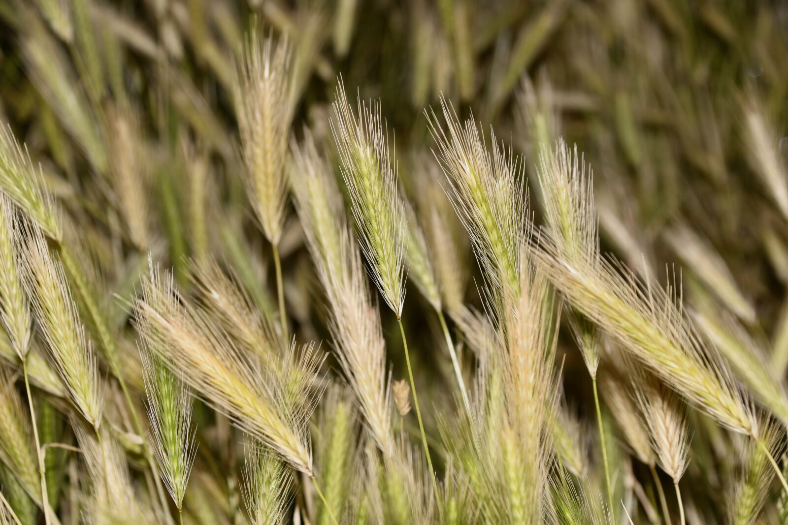 Nikon D5600 sample photo. Wheats, cereals, agriculture photography